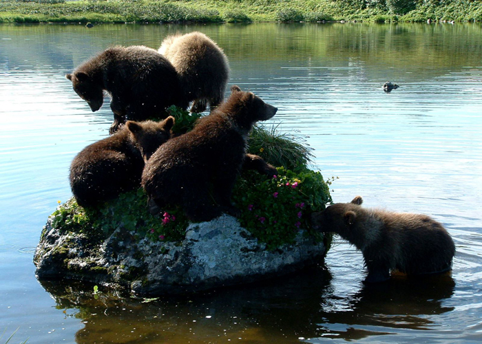 Камчатка - медвежата на реке