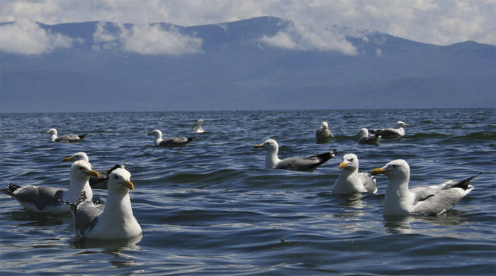 Птицы на озере Байкал
